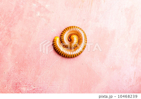 millipede in nature 10468239
