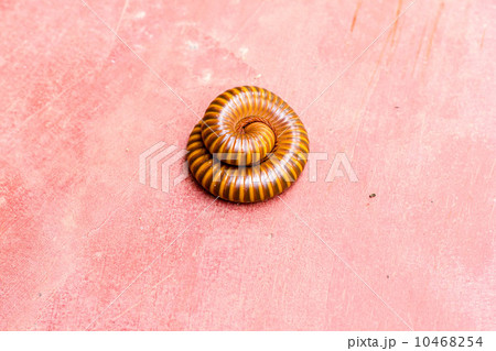 millipede in nature millipede in nature 10468254