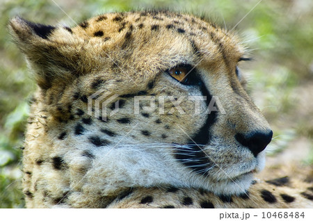 Cheetah Cheetah 10468484