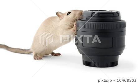 Mouse gnawing a photo lens Mouse gnawing a photo lens 10468503