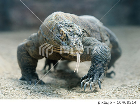 Komodo dragon Komodo dragon 10468514