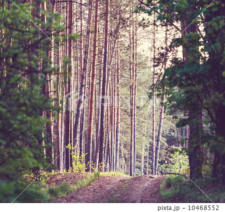 Forest Forest 10468552