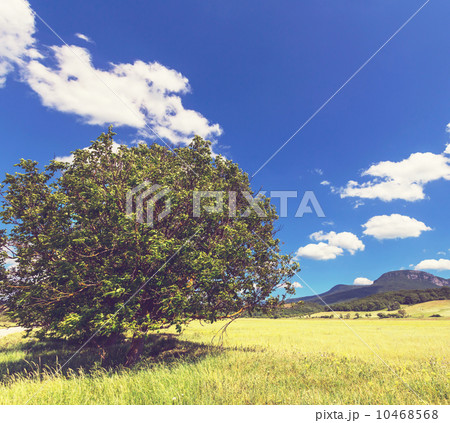 Summer meadow 10468568