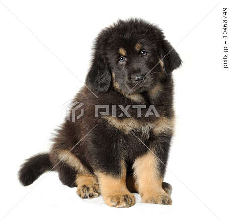 Puppy tibetan mastiff Puppy tibetan mastiff 10468749