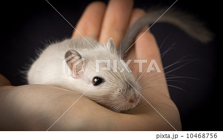 Cute pet mouse 10468756