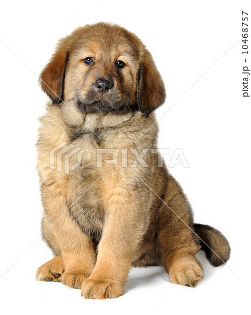 Puppy tibetan mastiff Puppy tibetan mastiff 10468757