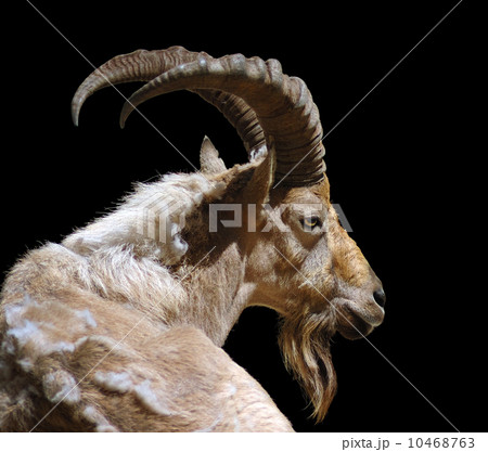 West Caucasian tur 10468763