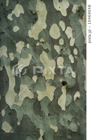 Platan tree bark texture Platan tree bark texture 10469048