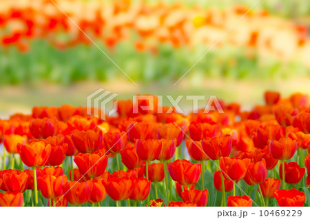 チューリップ 10469229