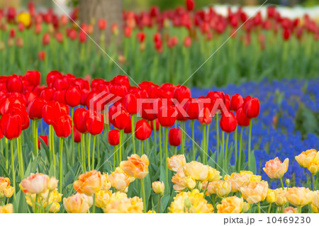 チューリップ チューリップ 10469230
