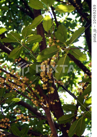 アコウの樹と実 10469269