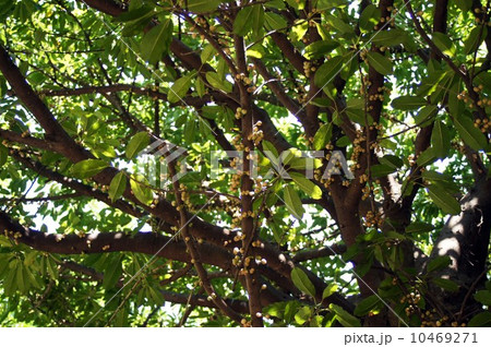 アコウの樹と実 10469271