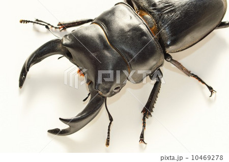 国産オオクワガタの大アゴのアップ　白背景 10469278