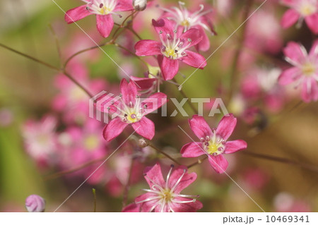 カスミソウ カスミソウ 10469341