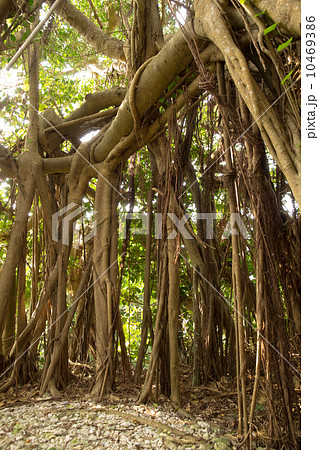 がじゅまるの御嶽 10469386