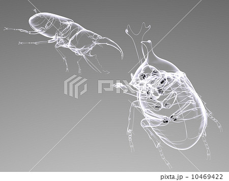 カブトムシ対クワガタのイラスト素材