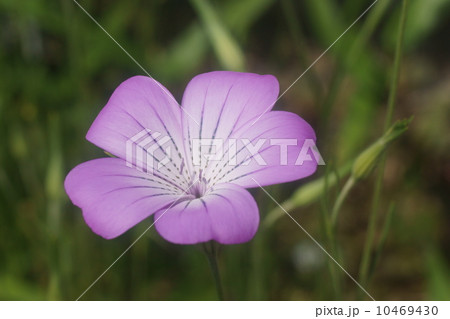 ムギナデシコ ムギナデシコ 10469430