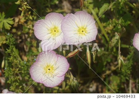 モモイロヒルザキツキミソウ 10469433