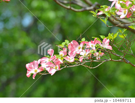 はなみずき はなみずき 10469711