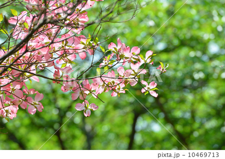 はなみずき はなみずき 10469713