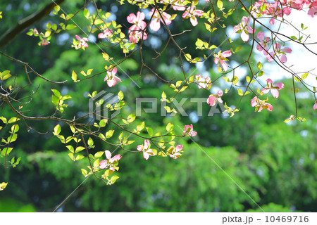 はなみずき はなみずき 10469716