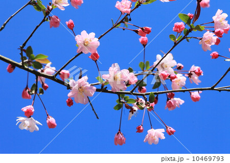 ハナカイドウ ハナカイドウ 10469793