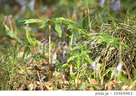 性転換する珍しいウラシマソウ：浦島草（別名ヘビクサ） 10469963