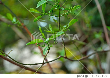 樹木・マユミ ニシキギ科 樹木・マユミ ニシキギ科 10470109