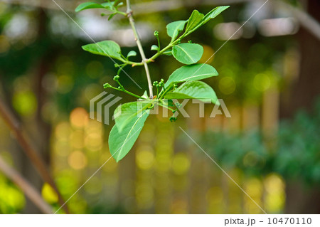 樹木・マユミ ニシキギ科 樹木・マユミ ニシキギ科 10470110