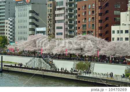 隅田川河畔桜満開・花川戸 隅田川河畔桜満開・花川戸 10470269