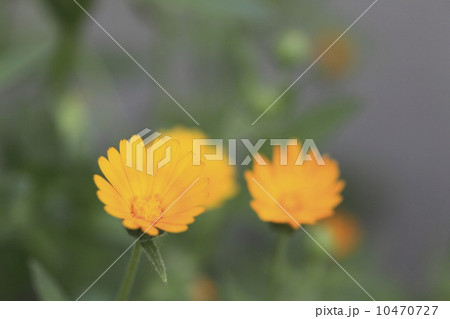 フユシラズ 10470727