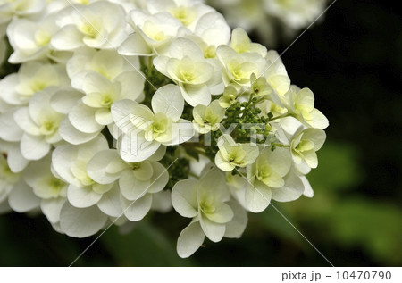 下田公園のあじさい祭 下田公園のあじさい祭 10470790