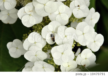 下田公園のあじさい祭 下田公園のあじさい祭 10470791