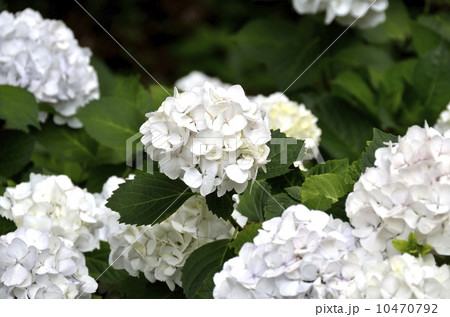 下田公園のあじさい祭 下田公園のあじさい祭 10470792
