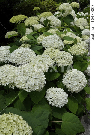 下田公園のあじさい祭 10470803