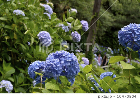 下田公園のあじさい祭 10470804