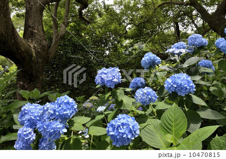 下田公園のあじさい祭 10470815
