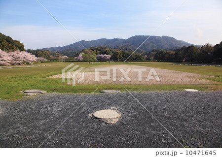 太宰府の桜 10471645