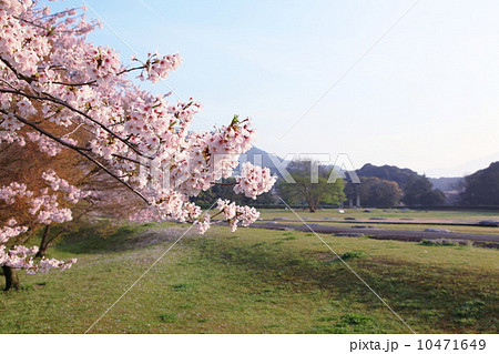 太宰府の桜 10471649