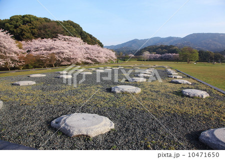 太宰府の桜 10471650