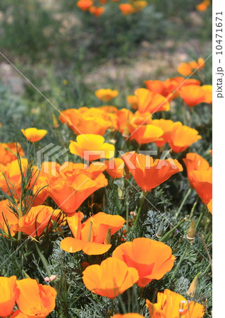 カリフォルニアのポピー原生地 カリフォルニアのポピー原生地 10471671