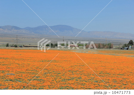 カリフォルニアのポピー原生地 10471773