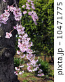 枝垂れ桜 10471775