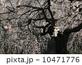 枝垂れ桜 10471776