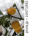 ゆずと雪 10471892