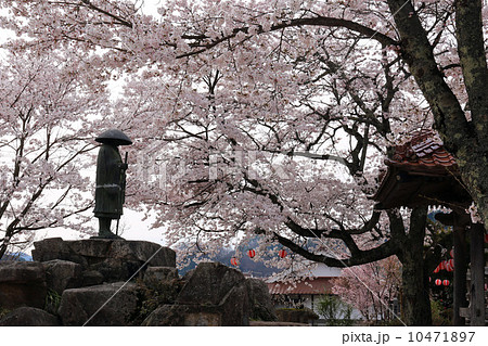 親鸞聖人と桜 10471897