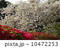 八重桜とつつじ 10472253