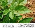 てんとう虫 10472323