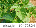 てんとう虫 10472324