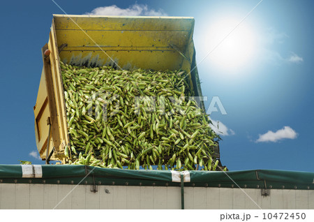 Harvester unloads harvested corn 10472450